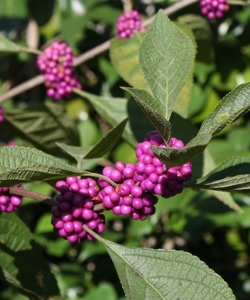 American Beautyberry, French Mulberry, Wild Goose's Berry, American Mulberry, Callicarpa americana